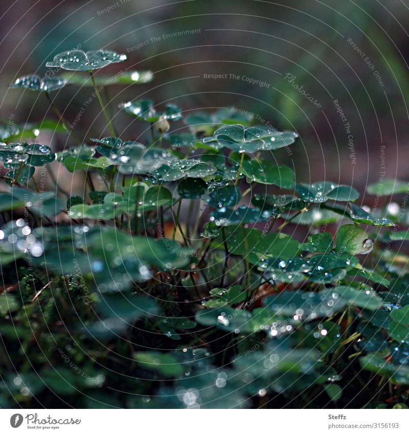 Klee nach dem Regen im Wald Waldsauerklee Wald-Sauerklee Kleeblätter Oxalis acetosella Waldpflanzen Wildpflanzen Waldboden Regentropfen Tropfen Lichtreflexe