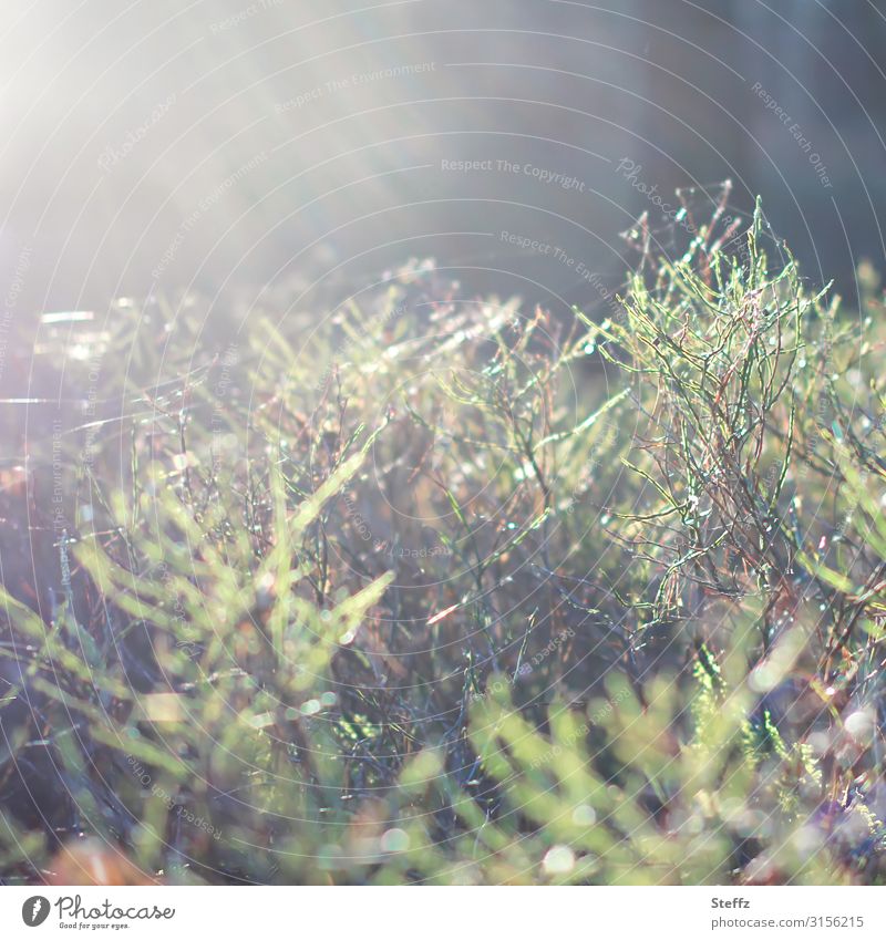 Unscharf | Lichtschein im Wald Herbstwetter Lichteinfall Herbstlicht Sträucher lichtvoll Lichtstimmung Wetter chaotisch Lichtspiel Wildpflanzen Waldpflanzen