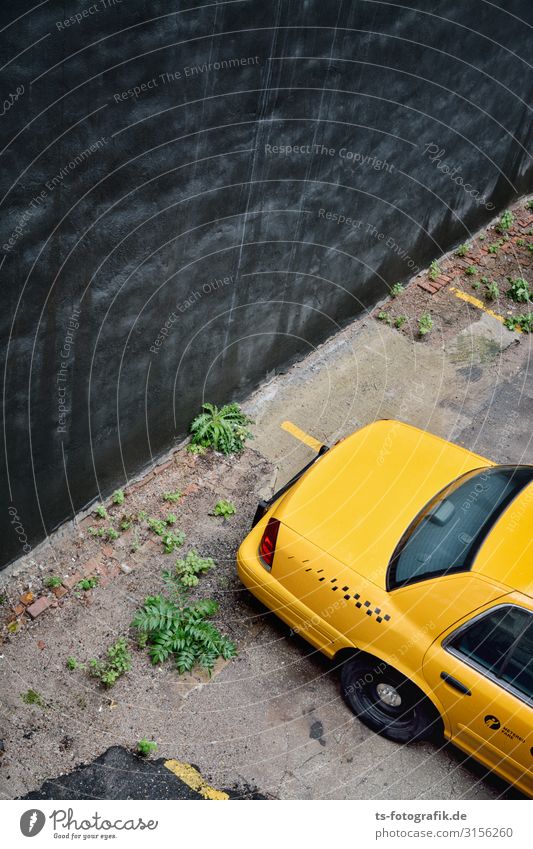 The Black Wall meets Yellow Cab in New York City Pflanze Farn Grünpflanze Stadt Menschenleer Mauer Wand Verkehr Verkehrsmittel Personenverkehr