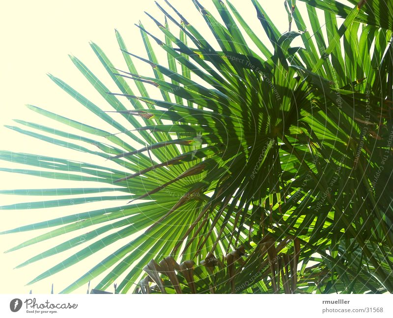 Palmwedel Palme grün Blatt Ferien & Urlaub & Reisen Süden Sommer Himmel Natur Nahaufnahme