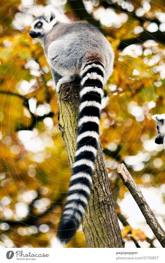 Lemur Ferien & Urlaub & Reisen Tourismus Ausflug Safari Expedition Umwelt Natur Pflanze Baum Park Wald Tier Wildtier Tiergesicht Fell Zoo Lemur / Katta 1 hocken