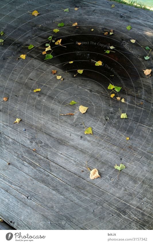 Der Herbst ist kein schwarzes Loch... Natur Klima Klimawandel Pflanze Baum Blatt Wandel & Veränderung Wege & Pfade Herbstlaub herbstlich Herbstfärbung