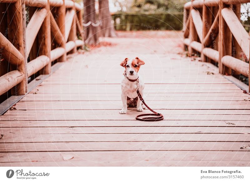 süßer Jack-Russell-Hund in einem Park, der auf einer Holzbrücke sitzt und in die Kamera schaut Jack-Russell-Terrier Haustier Außenaufnahme sitzen Fenster