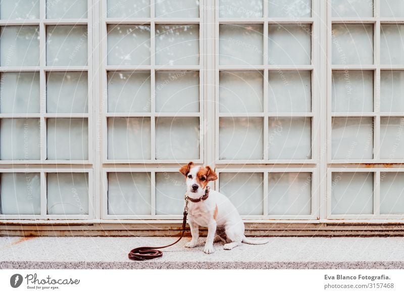 süßer Jack-Russell-Hund, der im Freien sitzt. Fenster-Hintergrund Jack-Russell-Terrier Haustier Außenaufnahme sitzen heimwärts niedlich klein reizvoll Blick