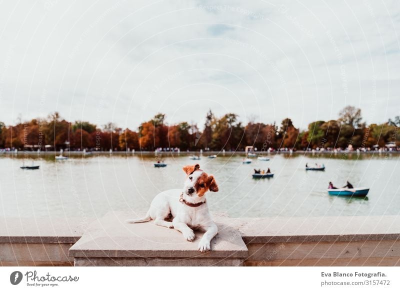 süßer jack russell hund am Retiro-Park-See in Madrid. Haustiere im Freien Hund Jack-Russell-Terrier Großstadt Stadt Wasserfahrzeug genießend Besitzer Glück