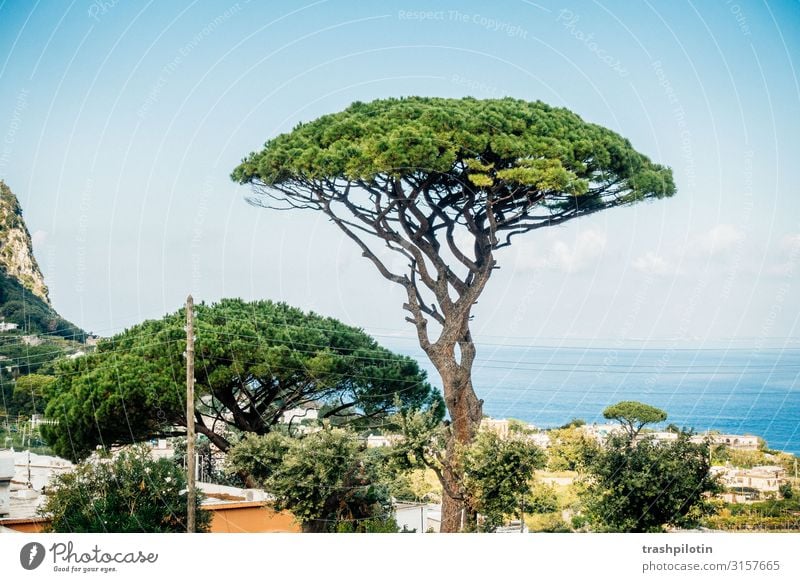 Capri Pinie Landschaft Pflanze Baum Meer Italien Europa Ferien & Urlaub & Reisen Baumkrone Farbfoto Tag