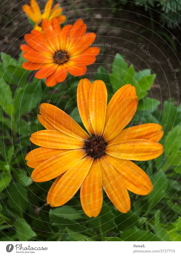 Margerite Umwelt Natur Pflanze Tier Blume Gras Blatt Blüte Garten Wiese Blühend Wachstum grün orange Farbfoto mehrfarbig Außenaufnahme