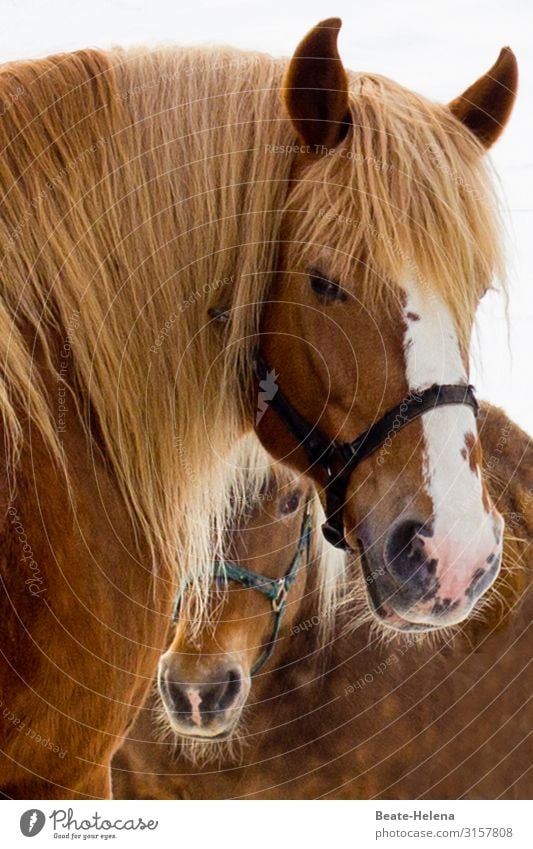 Welt der Tiere 13 Pferde Pferdepaar Haarig abwartend Porträt Außenaufnahme im Freien