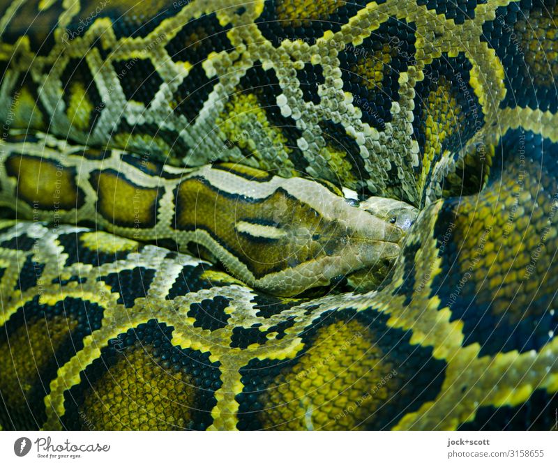 Vorsicht vor Olivgrün Schuppen Anakondas 1 Tier authentisch bedrohlich Stimmung gefährlich ästhetisch exotisch Mittelpunkt Sinnesorgane Symmetrie Schlangenhaut