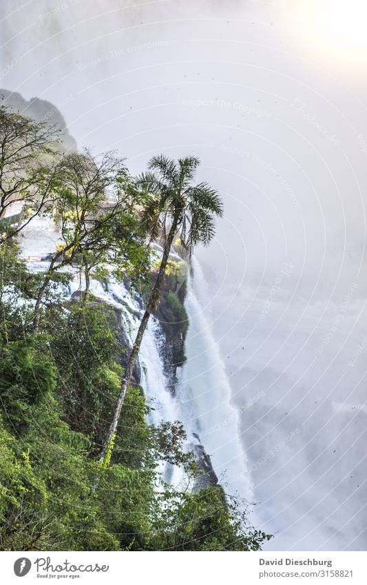 Iguazu Ferien & Urlaub & Reisen Ausflug Sightseeing Expedition Natur Landschaft Pflanze Tier Wasser Schönes Wetter Baum Fluss Wasserfall Abenteuer Erholung