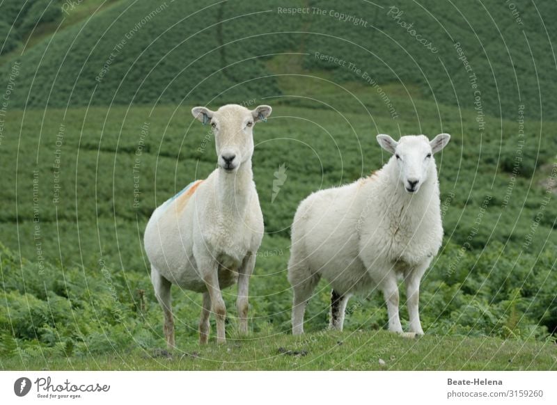 Welt der Tiere 10 Schafe Weide Nutztier Tiergruppe Wiese Gras Außenaufnahme Landwirtschaft