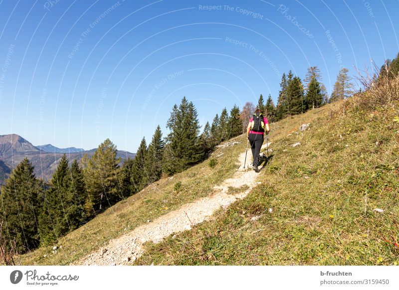 Wanderung Leben Abenteuer Berge u. Gebirge wandern Sport Frau Erwachsene 1 Mensch Natur Landschaft Sommer Herbst Schönes Wetter Sträucher Wald Alpen gehen