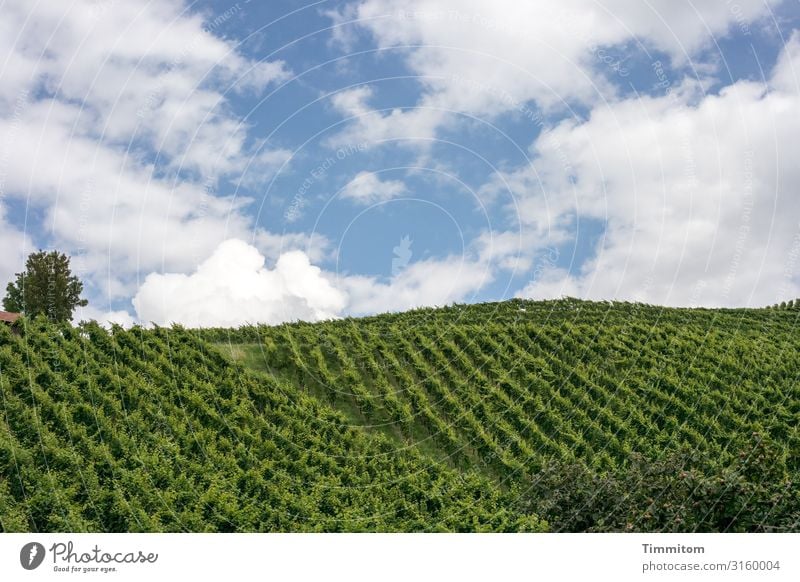 Und es wird Wein geben Weinberg Reben Landschaft Hügel Reihen Linien grün Weinbau Himmel Wolken Schönes Wetter Baum