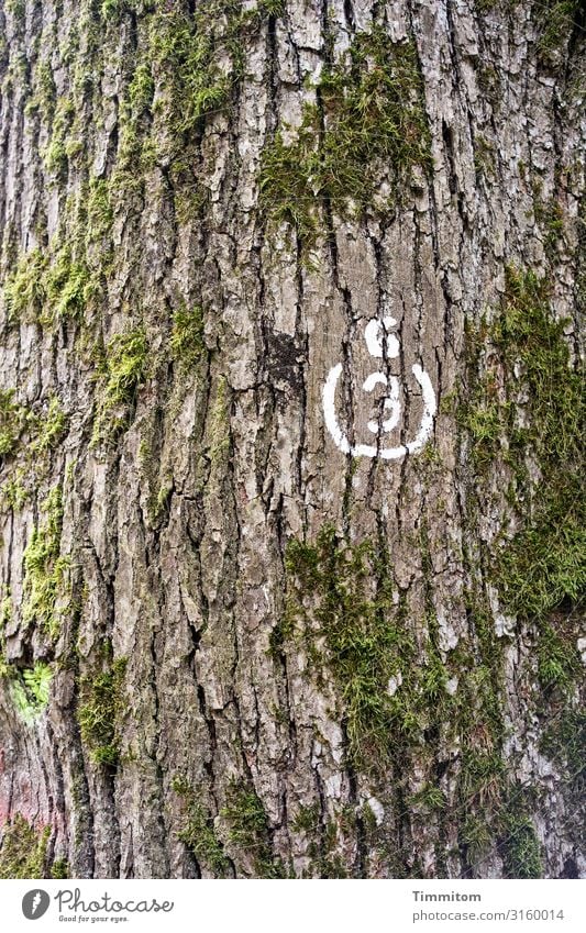 Der Baum zeigt uns den Weg Markierung Rinde Baumstamm Baumrinde Natur Wald Detailaufnahme Wanderweg 3 Zahl Moos grün Orientierung