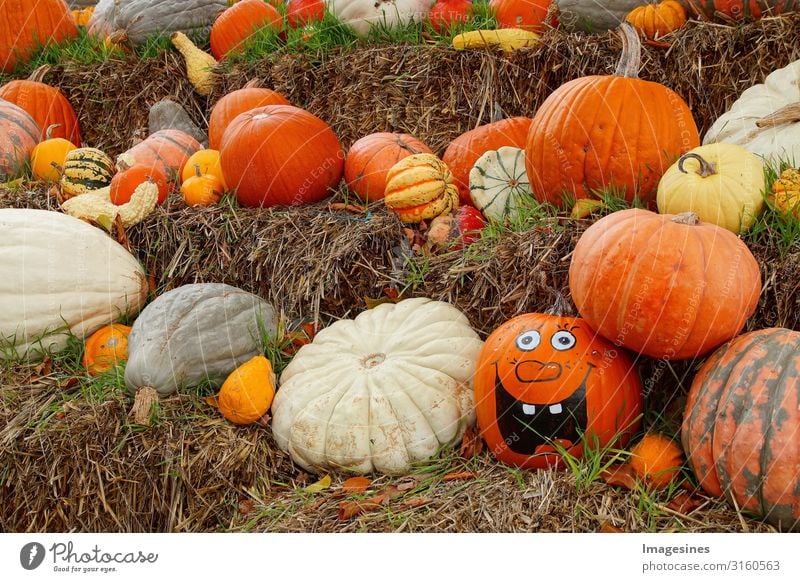 Kürbis Familie - Happy Halloween Lebensmittel Gemüse Kürbiszeit Kürbisgewächse Ernährung Bioprodukte Vegetarische Ernährung Diät Natur Herbst frech gruselig