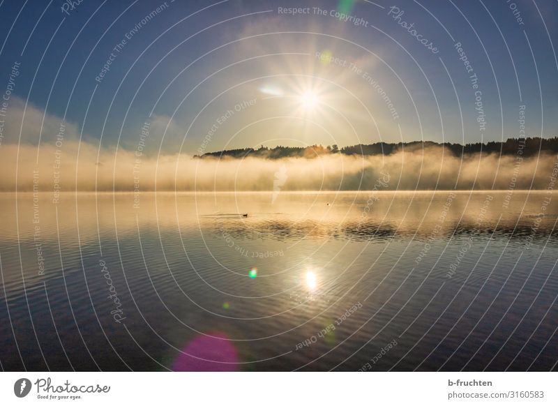 Morgenstimmung am See Natur Landschaft Wasser Sonne Sonnenaufgang Sonnenuntergang Herbst Nebel Seeufer Erholung genießen Blick wandern frei frisch Optimismus