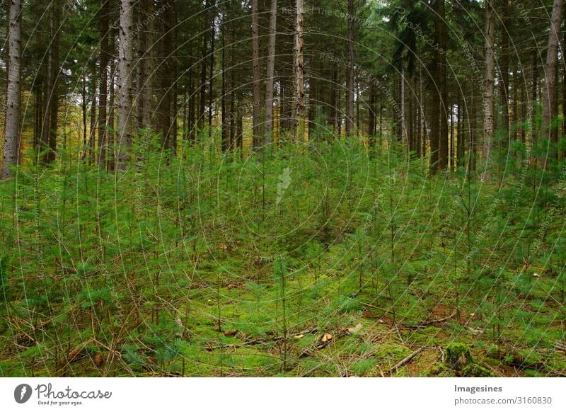 Klimaschutz - Wiederaufforstung Umwelt Natur Landschaft Pflanze Tier Herbst Klimawandel Baum Nadelwald Nadelbaum Wald Wachstum grün Verantwortung achtsam