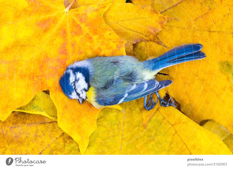 Tote Meise auf Herbstlaub Umwelt Natur Pflanze Tier Blatt Ahorn Ahornblatt Wildtier Totes Tier Vogel Meisen Sperlingsvögel 1 liegen Krankheit trist blau gelb