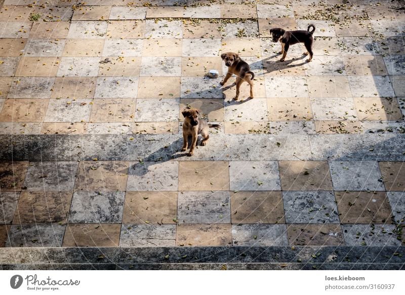 Puppies chess Ferien & Urlaub & Reisen Tourismus Abenteuer Ferne Sightseeing Städtereise Sommer Sehenswürdigkeit Tier Haustier Hund 3 Tiergruppe Tierjunges