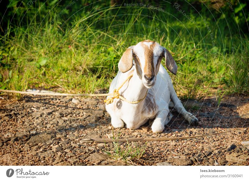 Lying tied goat, Aleppuzha, India Ferien & Urlaub & Reisen Tourismus Ferne Sightseeing Sommer Natur Sonnenlicht Grünpflanze exotisch Tier Nutztier 1 Idylle
