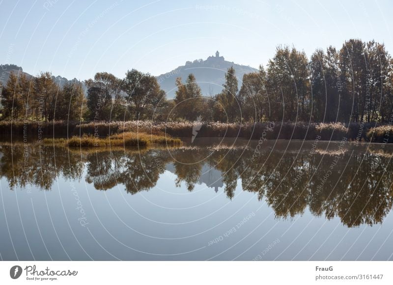 Spiegelung am See Landschaft Natur Seeufer ruhig Gräser Bäume Burg Veste Wachsenburg Thüringen Sonnenlicht Schönes Wetter wolkenloser Himmel Herbst Ruhe