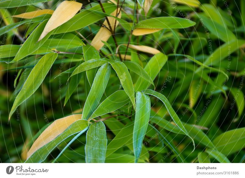 Frosty Bambusblätter Nahaufnahme exotisch Garten Natur Pflanze Baum Gras Blatt natürlich grün schwarz Eis Flora und Fauna tropisch Selektiver Fokus Hintergrund