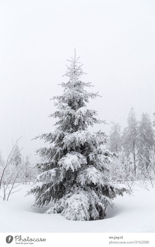 is doch auch schön Natur Landschaft Himmel Winter schlechtes Wetter Nebel Eis Frost Schnee Baum Tanne Nadelbaum kalt weiß Klima Winterwald Winterstimmung