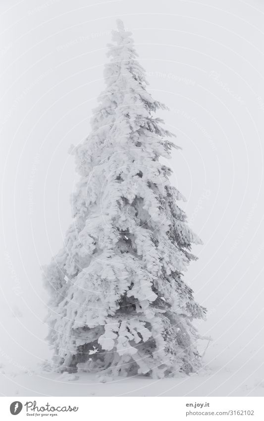 Bald... Natur Wetter schlechtes Wetter Nebel Eis Frost Schnee Baum Nadelbaum Tanne kalt weiß Klima Winter Weihnachten & Advent Weihnachtsbaum Winterwald