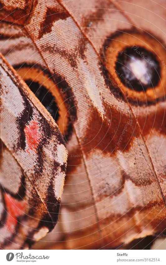tropischer Falter Schmetterling Flügel Edelfalter Morphofalter Himmelsfalter Schmetterlingsflügel Morpho peleides Flügelunterseite Flügelschlag Muster