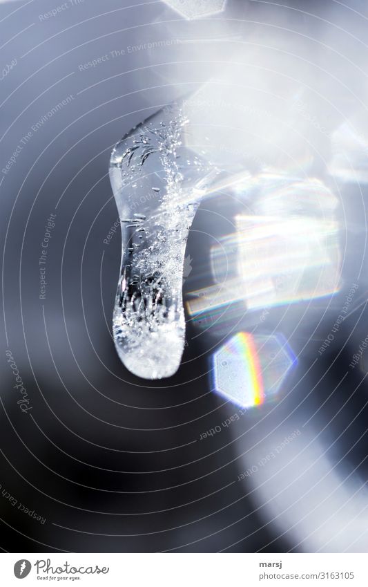 hängendes Zäpfchen Winter Eis Frost Eiszapfen kalt einzigartig Reinheit hängen lassen gefroren bewegungslos Luftblase Farbfoto mehrfarbig Außenaufnahme