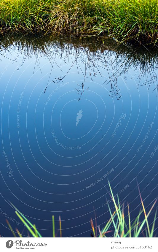 Gräser, die sich in einem kleinen Gewässer mit dunkelblauer Oberfläche spiegeln schön harmonisch ruhig Wasseroberfläche Wasserspiegelung Reflexion & Spiegelung