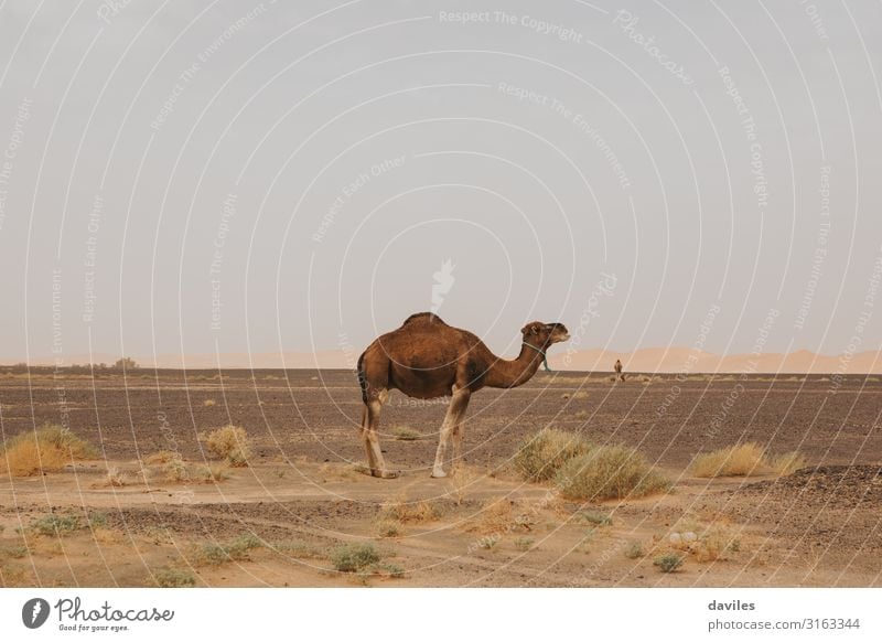 Seitenansicht des schönen Dromedars in der Wüste. exotisch Ferien & Urlaub & Reisen Ausflug Abenteuer Safari Sommer Natur Landschaft Tier Sand Wärme Sahara
