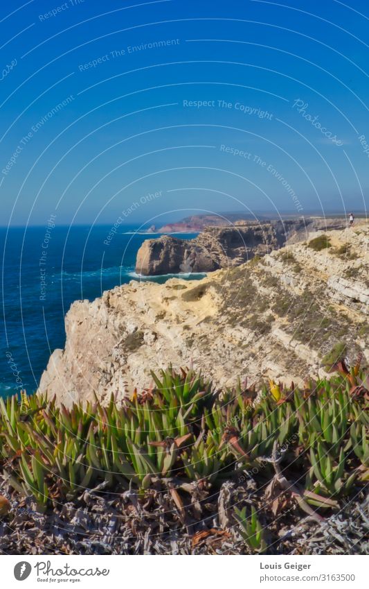 Sagres Küste Natur Landschaft Luft Wasser Sommer Wetter Schönes Wetter Wärme Grünpflanze Wildpflanze Felsen Wellen Meer genießen Ferien & Urlaub & Reisen