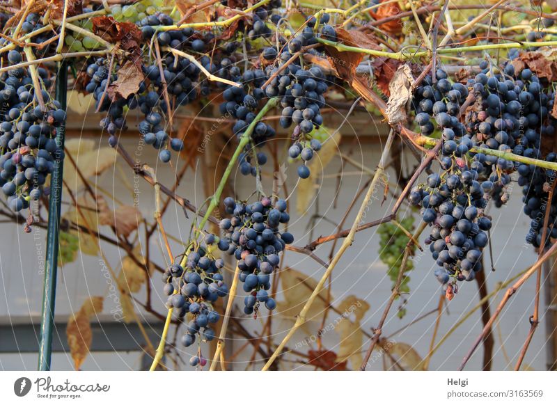 reife dunkelrote Weintrauben wachsen an der Wand einer Terrasse Lebensmittel Frucht Umwelt Natur Pflanze Nutzpflanze Mauer hängen Wachstum authentisch