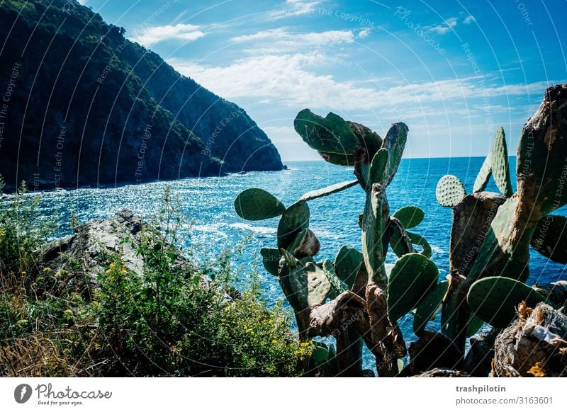 Italienische Küste Sommer Riomaggiore Europa Dorf Ferien & Urlaub & Reisen Cinque Terre Kaktus Meer Felsen Farbfoto