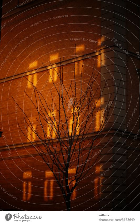 Das Lichtspielhaus Hauswand Backsteinwand Sonnenfleck Reflexion & Spiegelung Fenster Lichterscheinung Giebelseite Abend Gebäude Baum kahl Lichtreflexe