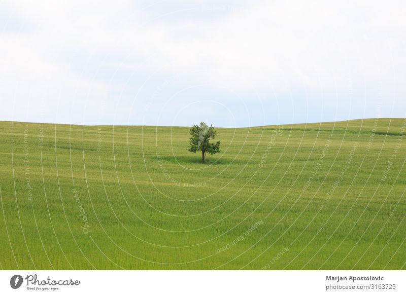 Einzelner Baum im grünen Grasfeld Umwelt Natur Landschaft Pflanze Horizont Frühling Sommer Wiese Feld Toskana Italien Europa frisch Unendlichkeit schön