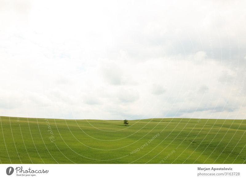 Einzelner Baum im grünen Grasfeld Umwelt Natur Landschaft Pflanze Wiese Feld Toskana Italien Unendlichkeit einzigartig friedlich Gelassenheit geduldig träumen