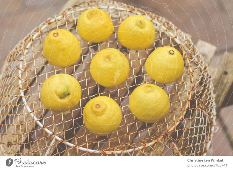 Zitronen auf einem Drahtkorb, der auf einem Holzstuhl steht Lebensmittel Frucht Ernährung Korb Gitter Metall liegen ästhetisch außergewöhnlich frech