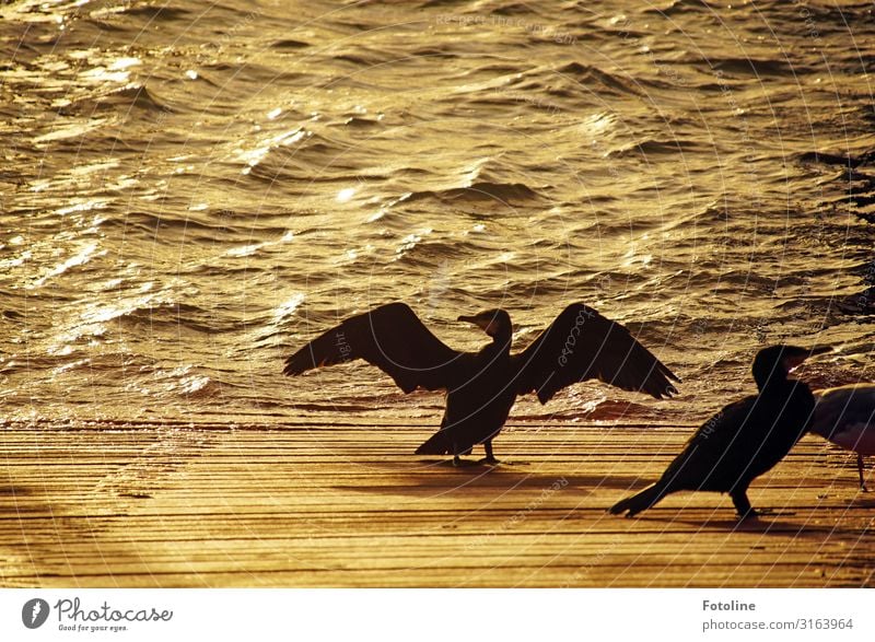 Gefieder trocknen bei Sonnenaufgang Umwelt Natur Tier Urelemente Wasser Wellen Küste Nordsee Meer Wildtier Vogel Flügel 2 frei nah maritim nass natürlich orange
