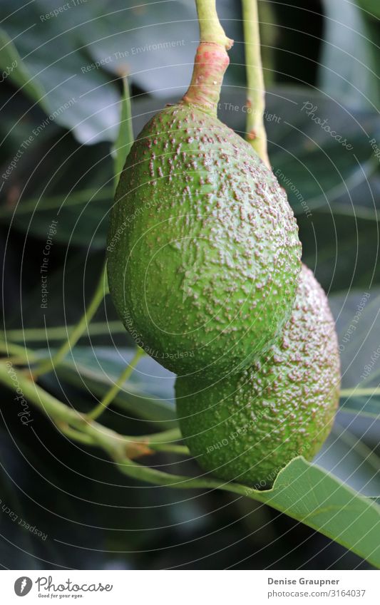 2 avocados on the tree in Hawaii kaufen Gesundheit Ferien & Urlaub & Reisen Tourismus Abenteuer Küche Umwelt Natur Landschaft Klima Klimawandel Schönes Wetter