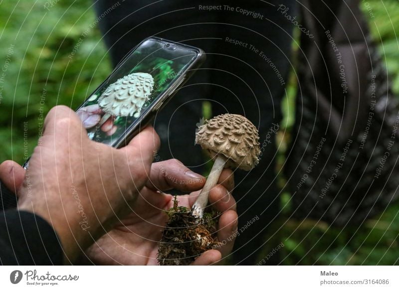 Pilzsammler fotografiert einen unbekannten Pilz braun Fotografie pflücken Bioprodukte Herbst ansammeln essbar Natur Wald Lebensmittel Pilzsucher Mensch