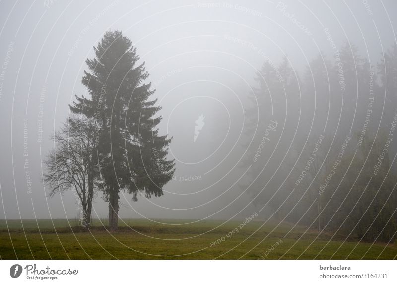 Schwarzwald im Herbstnebel Landschaft Urelemente Nebel Baum Feld Wald stehen dunkel kalt grau Gefühle Stimmung Klima Natur ruhig Umwelt Wandel & Veränderung