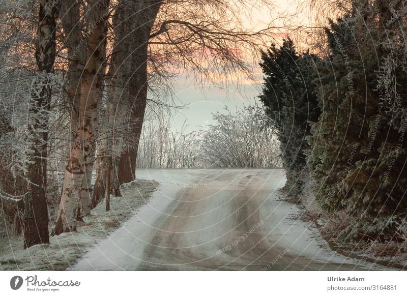 Winterlich Winterurlaub Tapete Weihnachten & Advent Natur Landschaft Sonnenaufgang Sonnenuntergang Eis Frost Schnee Blume frieren kalt ruhig Raureif