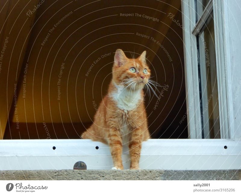 Beobachtungsposten... Haus Fenster Tier Haustier Katze 1 beobachten hocken Blick träumen Häusliches Leben Neugier rot Gelassenheit Interesse Fernweh Einsamkeit