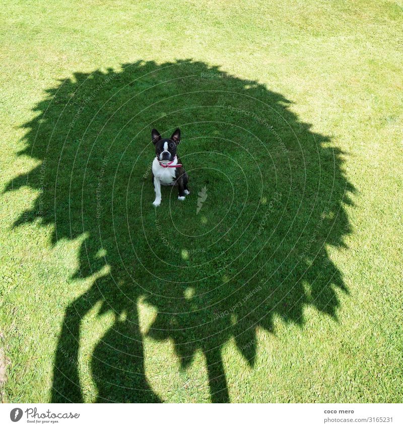Boston Terrier Angel Natur Sommer Baum Gras Wiese Tier Haustier Hund 1 warten grün Glück Fröhlichkeit Lebensfreude Geborgenheit Tierliebe Freude Kunst