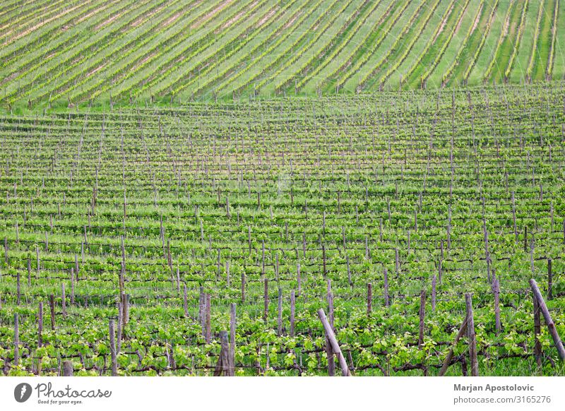 Blick auf den grünen Weinberg im Frühjahr Industrie Landschaft Pflanze Frühling Nutzpflanze Hügel Wachstum Qualität Farbfoto Außenaufnahme Menschenleer Tag