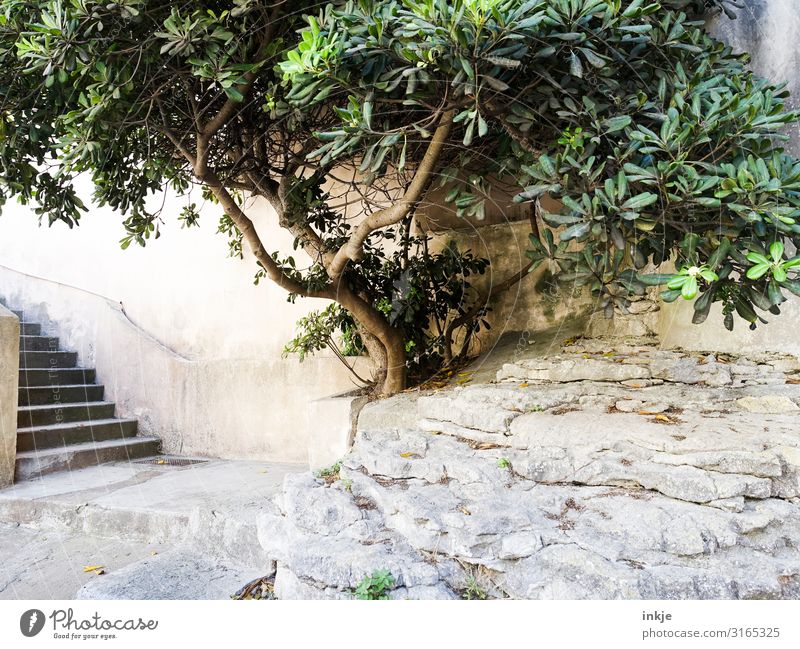 Korsischer Baum Sommer Schönes Wetter exotisch Dorf Kleinstadt Menschenleer Platz Mauer Wand Treppe Terrasse Stadt mediterran Korsika hell Farbfoto