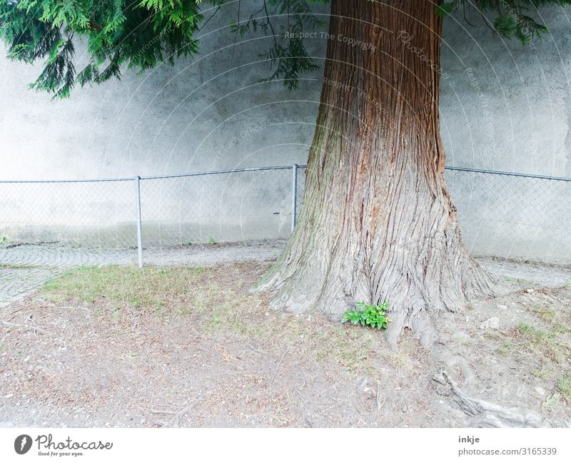 Baumstamm Sommer Schönes Wetter Dorf Kleinstadt Menschenleer Mauer Wand Fassade Geländer authentisch dick nachhaltig Stadt braun grau grün Wachstum Nadelbaum