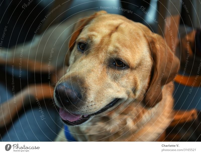 Mo-Porträt | UT HH19 Tier Haustier Hund Tiergesicht leuchten liegen Blick authentisch blond Freundlichkeit groß kuschlig nah unten blau braun Gefühle geduldig